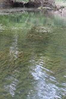 Rio Minho com planta invasora